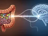 Enhancing gut-brain communication reversed cognitive decline in aging mice