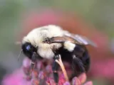 Bumblebee queens breathe underwater to survive drowning