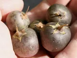 Potato Fruit