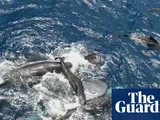 Scientists film whale giving birth while other whales work together to help her