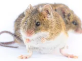 Scientists Cloned a Mouse for 58 Generations. The Results Were Catastrophic